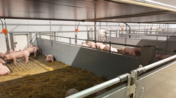 Mastschweinestall mit Auslauf nach draußen