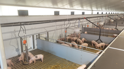 Mastschweinestall mit Zuluftventilen und Abdeckung