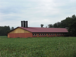 Schweinenstall Aussenansicht und Abluft